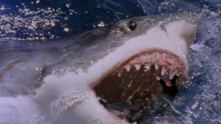 shark attack 3 megalodon